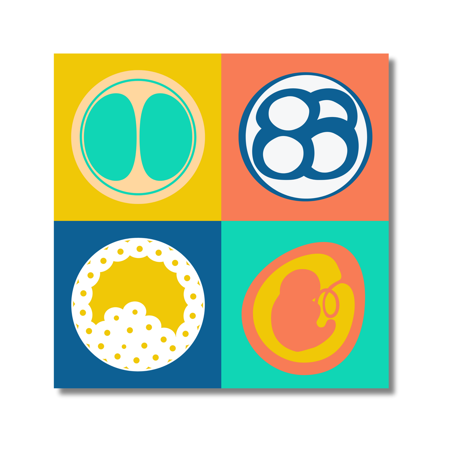 “Colorful Beginnings” 3x3” Embryology Vinyl Sticker